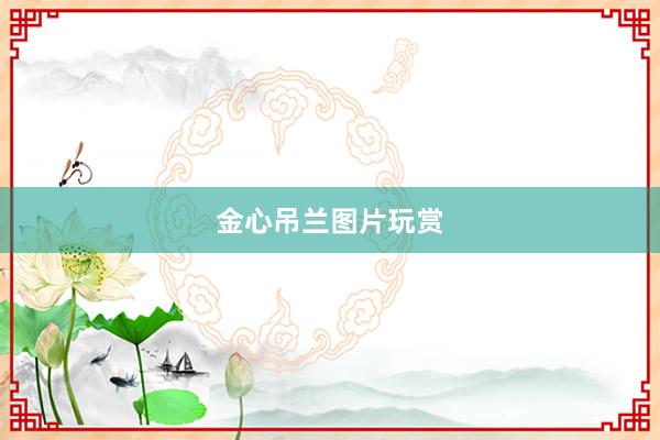 金心吊兰图片玩赏